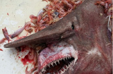 Bắt được cá mập yêu tinh dài 5m ở bờ biển Florida