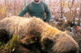 Xuất hiện gấu 'khổng lồ' cao tới 2,7m