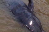 Giải cứu cá voi nặng 1,5 tấn dạt vào bờ biển Quảng Bình