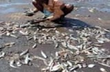 Mưa cá xuất hiện ở Sri Lanka