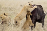Cuộc chiến không cân sức giữa trâu rừng và bầy sư tử
