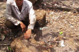 Cà Mau: Dân phát hiện 2 ngôi mộ cổ trong vườn nhà?