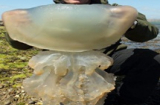 Phát hiện con sứa khổng lồ ở bãi biển Anh