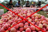 Top các loại thực phẩm độc hại từ Trung Quốc
