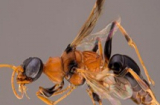 Ong bắp cày có khả năng thôi miên kỳ lạ
