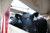 Vinamilk tiếp tục nhập bò sữa cao sản từ Úc về Việt Nam