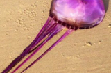 Con sứa tía đầu tiên trên hành tinh