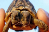 Kì lạ chú rùa có hai đầu trên cùng một thân