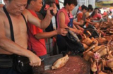 Trung Quốc bí mật tổ chức... lễ hội thịt chó sớm