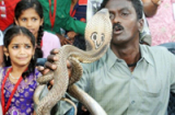 Kỳ lạ: Người đàn ông dùng tay không bắt hàng nghìn con rắn độc