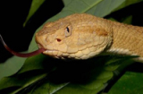 Huyền thoại về loài rắn có nọc độc làm tan thịt người