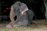 Chú voi già 'bật khóc' khi được tháo xích sau 50 năm gông xiềng