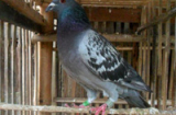 Quảng Nam: Bắt được chim bồ câu mang ký tự lạ giống chữ Trung Quốc trên thân