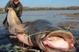 Bắt được cá trê khổng lồ dài 2 mét, nghi bị nhiễm phóng xạ
