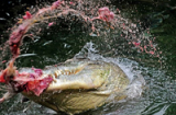 Rùng rợn: Bộ tộc quẳng trẻ em cho cá sấu ăn thịt