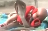 Kinh hãi: 4 con rắn hổ mang chúa bảo vệ giấc ngủ cho em bé