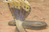 Kinh hoàng: Phát hiện rắn hổ mang bành 5 đầu