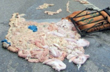 Nầm lợn thối um tung tóe khắp đường sau tai nạn