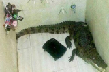 Kinh hãi phát hiện cá sấu khủng trong... phòng tắm