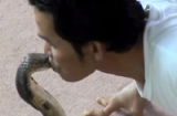 Kinh hãi: Chàng trai liều mạng hôn cả chục con rắn hổ mang