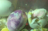 Trứng gà luộc chuyển màu tím khiến nhiều người kinh hãi