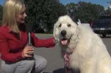 Chuyện lạ có thật: Chú chó được bầu làm quan chức thành phố