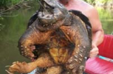 Bắt được “thủy quái” rùa cá sấu khủng cực quý hiếm