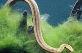 Phát hiện rắn mọc râu kì dị nhất thế giới tại Việt Nam