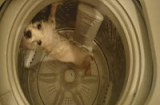 Hot boy 'tắm' chó bằng máy giặt gây phẫn nộ