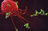 Xem hệ thống miễn dịch 'chiến đấu' với vi khuẩn gây bệnh