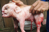 Kỳ lạ lợn đẻ ra 'voi' ở Đắk Lắk