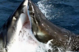 Cận cảnh cuộc chiến nảy lửa của hai con cá mập trắng