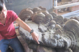 Tận mục nấm linh chi khủng ở Đắk Lắk nặng 220kg, giá 1 tỷ
