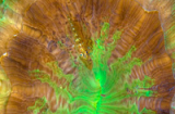 Ngắm nghệ thuật ngụy trang cực đỉnh của sinh vật biển