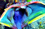 Cận cảnh cá 'ngoài hành tinh' có miệng rộng ngoác đáng sợ