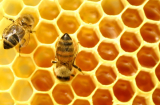 Trị nhiệt miệng hiệu quả nhanh chóng với mật ong