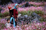 Những mùa 'săn' hoa đẹp nhất Việt Nam