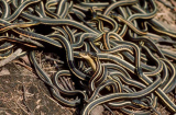 Kinh hoàng phát hiện 102 con rắn ngay trong nhà