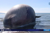 Hoảng sợ vì xác cá voi khổng lồ dạt bờ, có nguy cơ phát nổ