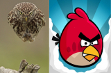 Bắt gặp chim cú giống hệt Angry Bird trong game