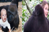 Khỉ đột nhận ra cô gái giữa rừng sau 23 năm xa cách