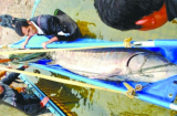 Bắt được cá tầm khổng lồ dài 3,3 mét, nặng 350kg trên sông