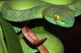 Cận cảnh loài rắn lục đuôi đỏ gây rúng động dư luận
