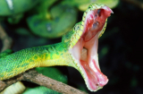 Nhận biết rắn độc để tránh xa sự nguy hiểm tới tính mạng