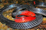 Những loài rắn độc, lạ nhất ở Việt Nam