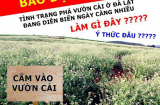 “Câu like”, đúng - sai mặc kệ!?