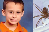 Xót xa bé trai 5 tuổi thiệt mạng vì bị nhện cắn tại nhà