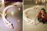 Chuyện khó tin: Rồng trắng bị bắn ch.ết tại Malaysia