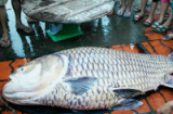 Vĩnh Long: Ngư dân bắt được cá hô “khủng” trị giá trăm triệu