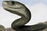 Thực hư về loài rắn khổng lồ nuốt chửng người ở Indonesia
